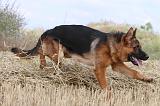 BERGER ALLEMAND 361